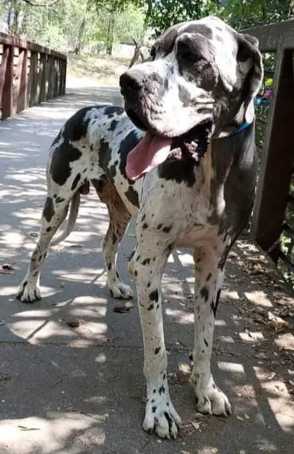 Scoober Danes You Know Im Here For The Party