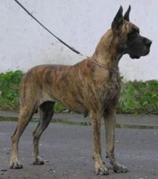 CH Pol, JrCH Pol, CACIB, BOB MAKOWKA APOKALIPSA II