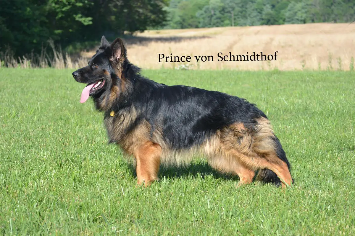 Prince Von Schmidthof