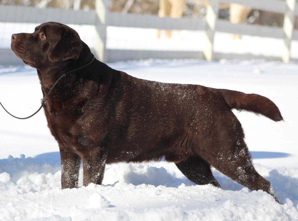 AKC Specialty Major Pointed UKC RBIS CH Rimfire's who needs a wingman