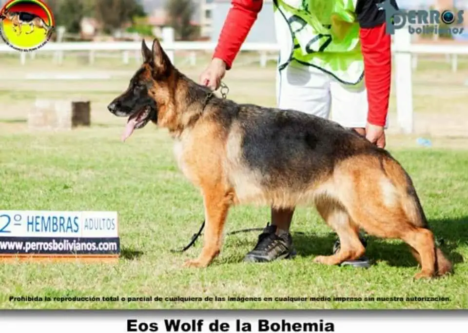 Eos de Wolf de la Bohemia