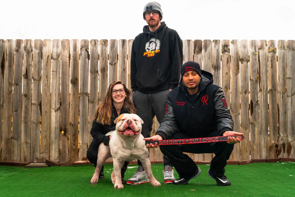 Ronneys Bulldogs Joe of Bay Area Bullies