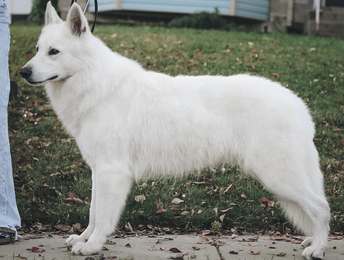 For Your Eyes Only Star of David