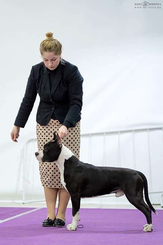 J.CH. RUS, J.CH. RKF CH.RUS SUL-TAN KIMBO SLICE