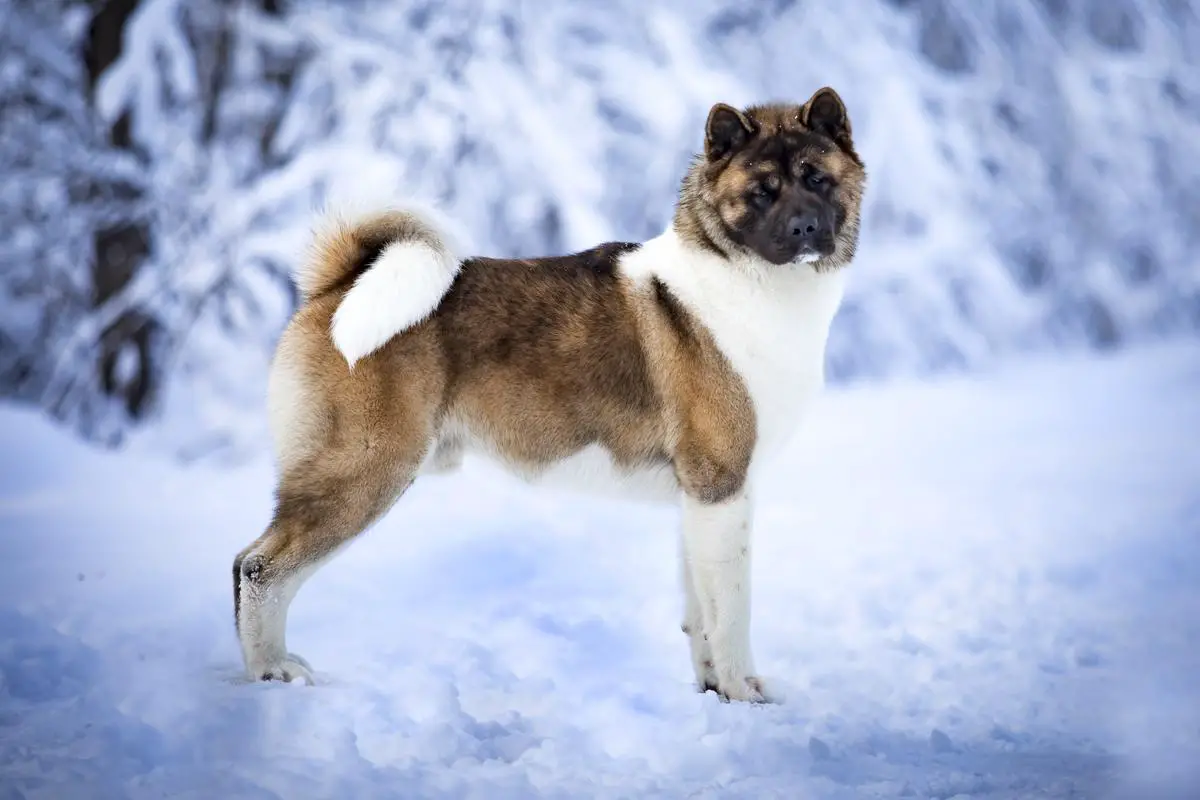 PL JCH  CHPL Rooney Aleksandria Super Star