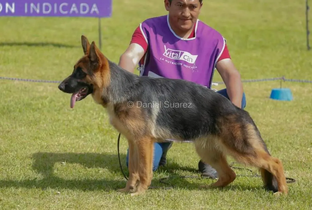 GALI VON HAUS LUCKUSA