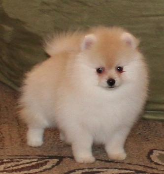 Avalon's Perfect Storm of Lenette