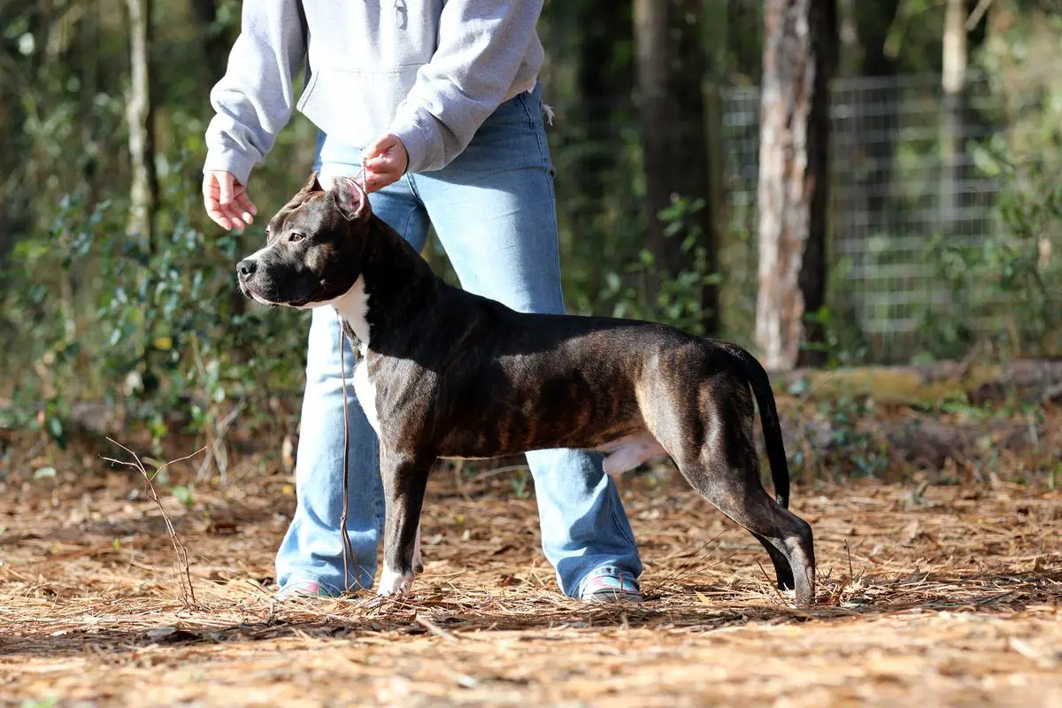 Malabar Tipit z Hanky