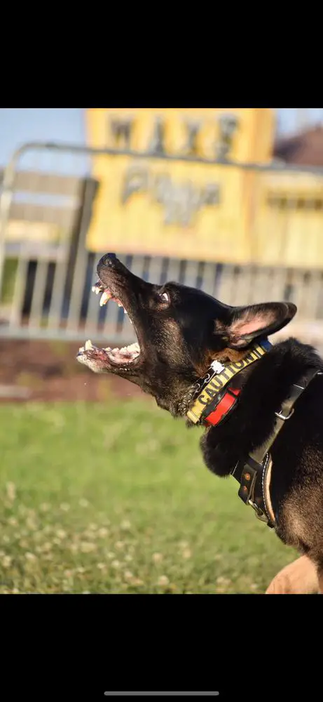 Personal Protection Dog Talk Sh’t Get Bit