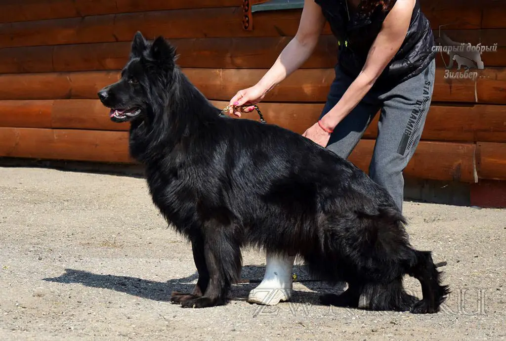 Team Zilber Wasserfall EVGENIKA