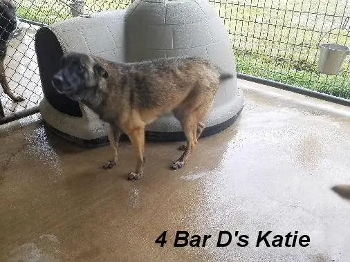4 Bar D's Katie