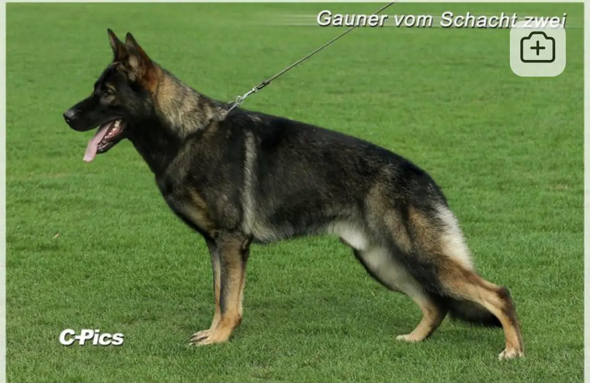 Gauner vom Schacht zwei