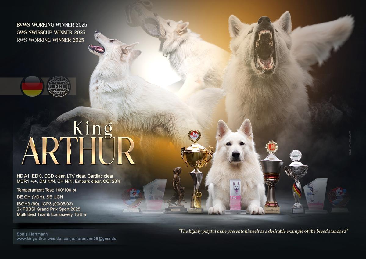 DE CH (VDH), SE UCH, 2x BOB King Arthur (VDH/BVWS 2021R02720)