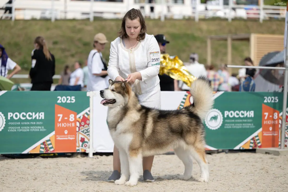 JChRus,JChRKF,ChRUS,BRD RKF DOG SHOW WINNER MAZURSTAR MARIN