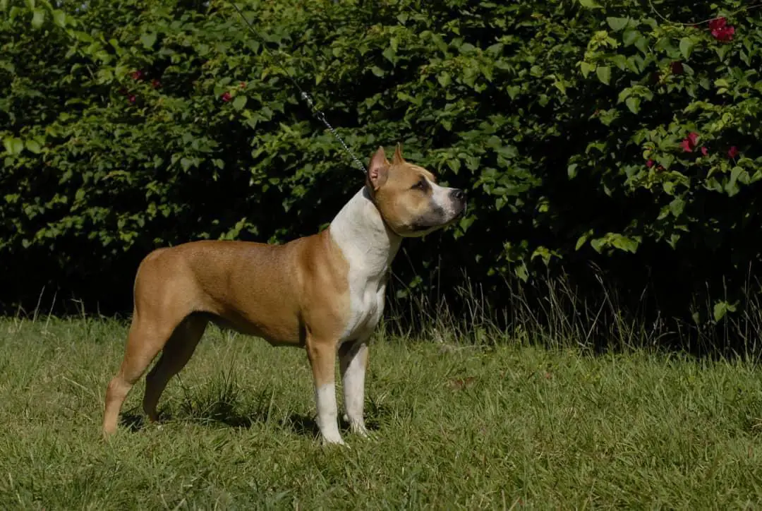 Ch Cub Thunder Bully Pacha