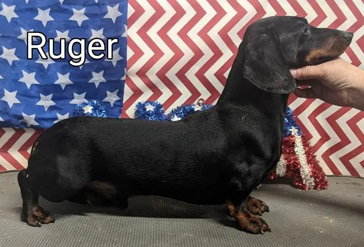 THJames Rugers Legacy-Little Ruger MS