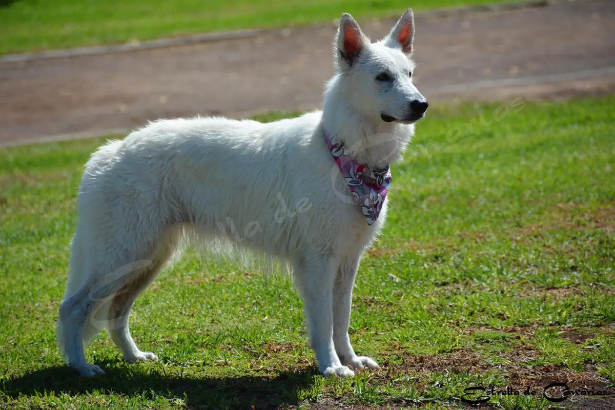 Shamrock Shepherds` Estrella Aleksia de Canarias