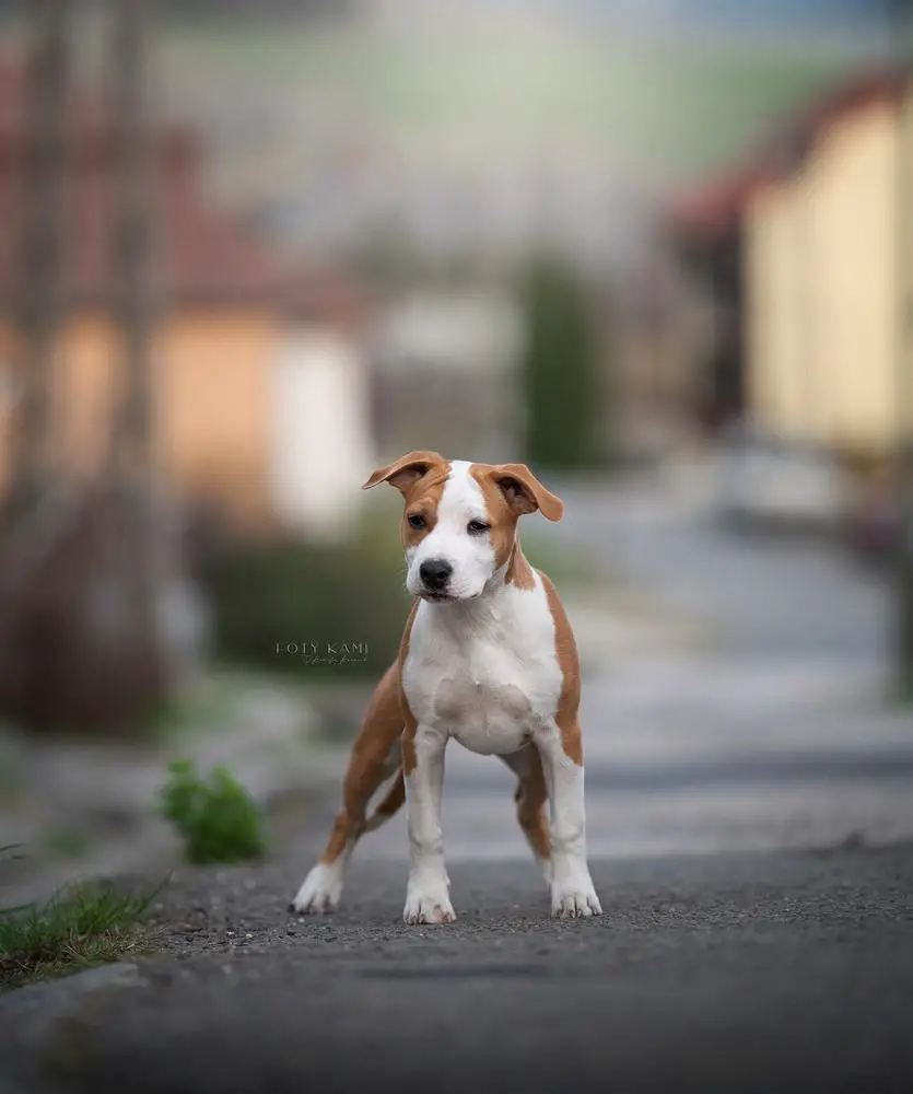 CALLUNA VULGARIS RADEGOST American Heart