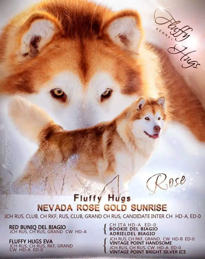 FLUFFY HUGS NEVADA ROSE GOLD SUNRISE