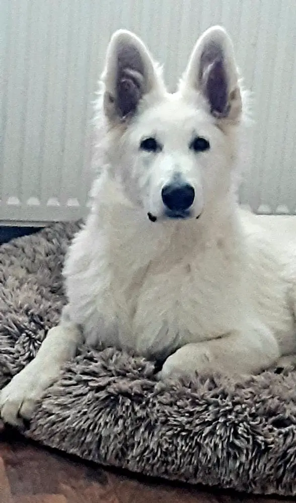 Śnieżne Ślady Ochli (FCI) Thorsten