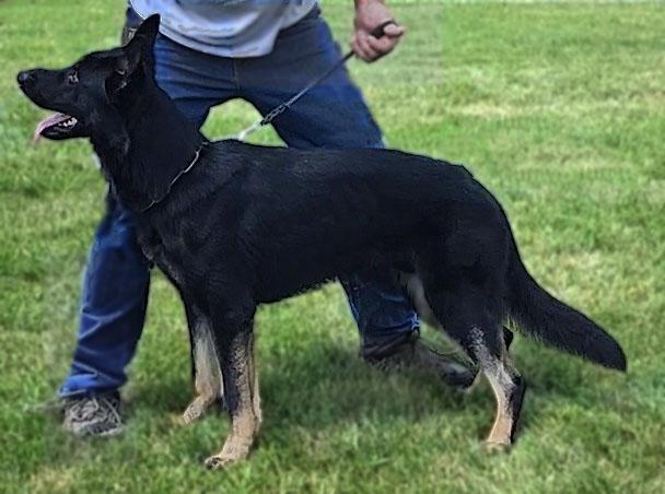 Enzo vom Heulenfelsen