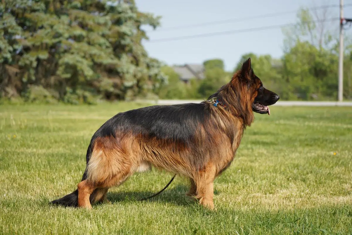 SG1 Canadian Sieger 2022 Thor Von Loyalist