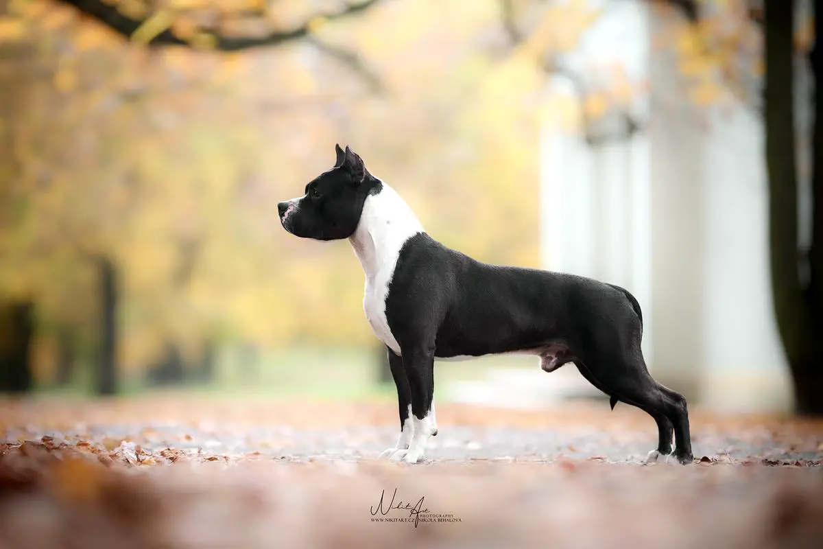 GrCh.MultiCh.JnGrCh. Independent Ruffian Joannidis