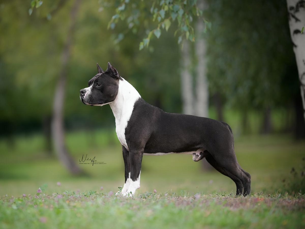 GrCh.MultiCh.JnGrCh. Independent Ruffian Joannidis