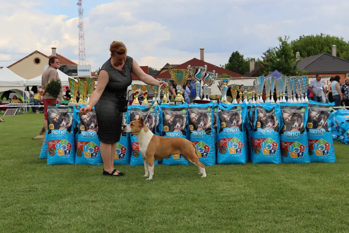 Junior Interchampion BodyBull Helikon NC Charlotte Sine