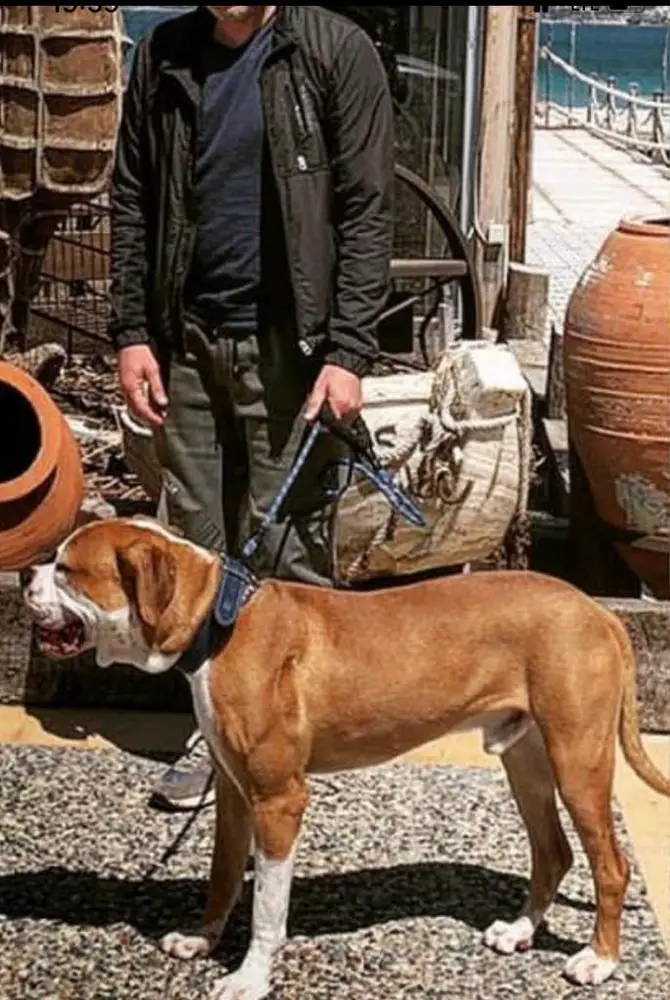 Öztürk's Barney of Alpin Dogs Kennel Club
