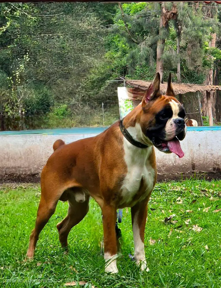 Roque de Oliva Verde