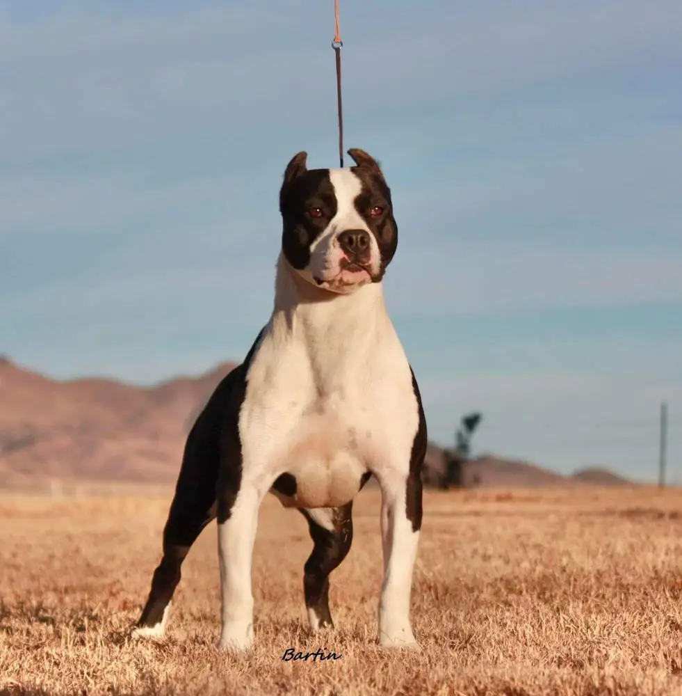 CH 'PR' Bartin's Black Tie Affair