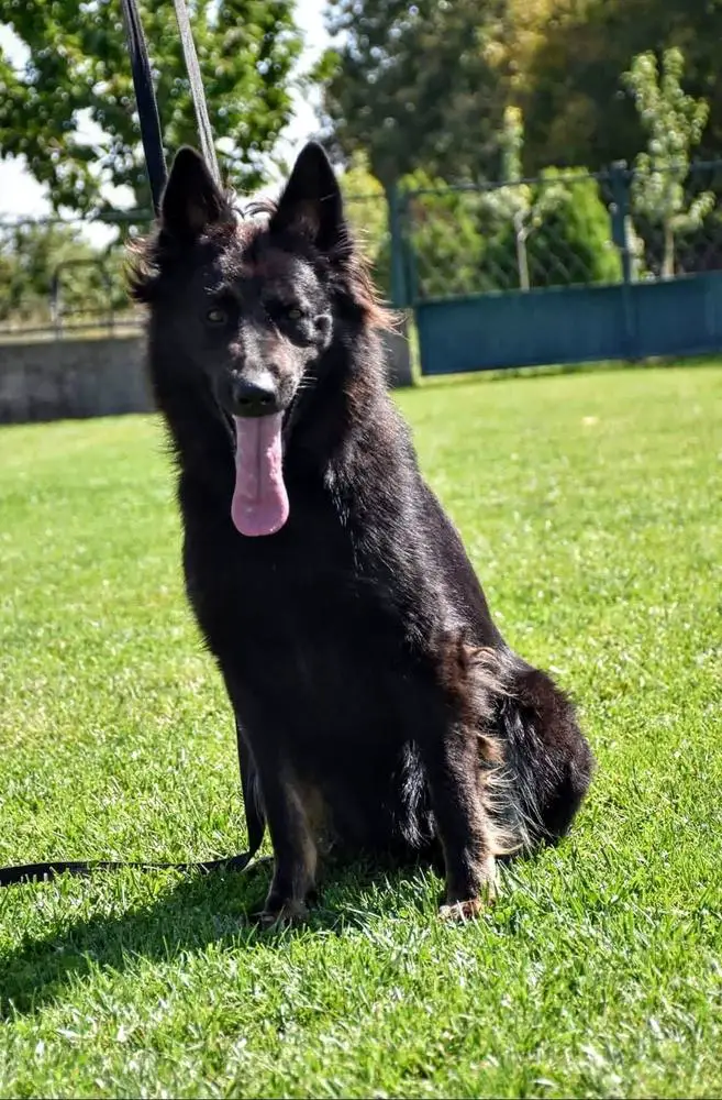 Luxa z Kurimskeho haje