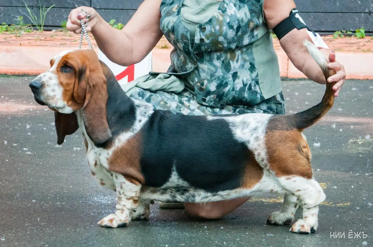 RusJCh, CH, ArmCH, GergiaCh, KazCh, KirgizCH, Interchampion Terdeshen Beatrice