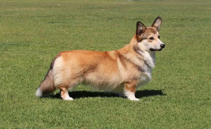 Aust CH Dygae Strike Up The Band