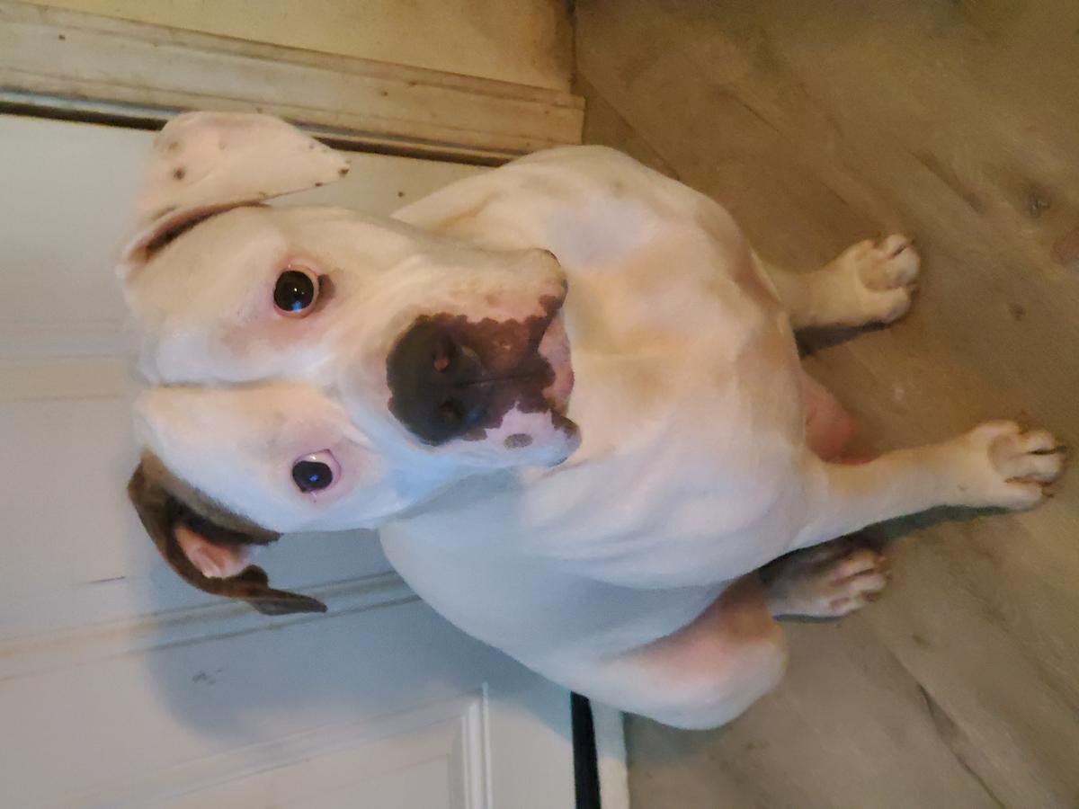 OCR's Maisie of Goebel