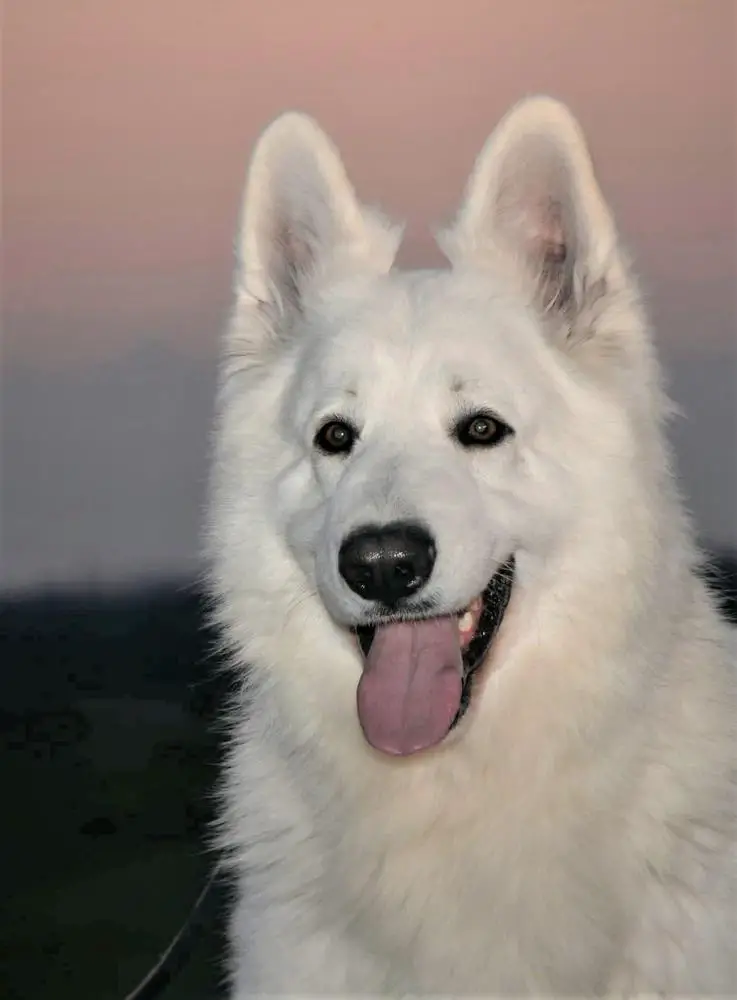 Friday 13 Zeichen von Wolf