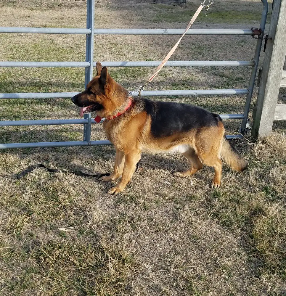 Gunner Von Ozturk