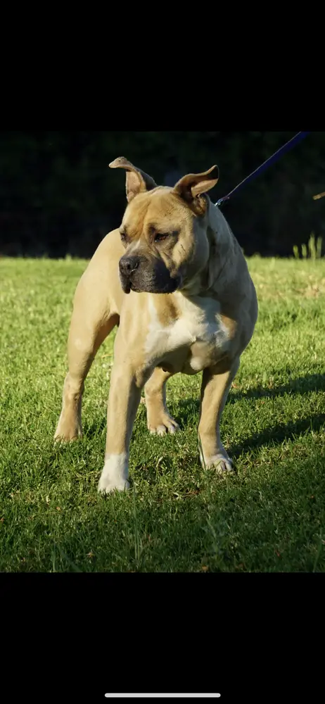 Ch Rythmnblu Lil Oreilly