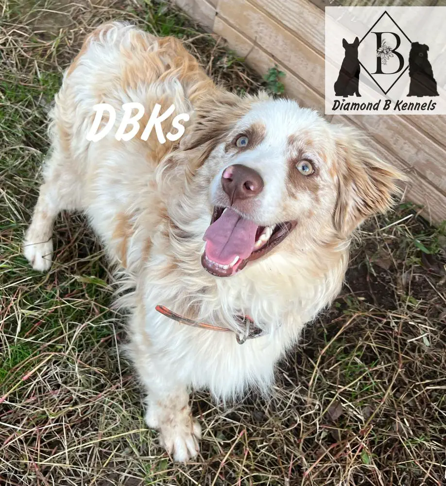 DBK’s Castiel’s Righteous Path