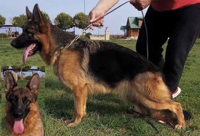 Mikra vom Haus Milesevac