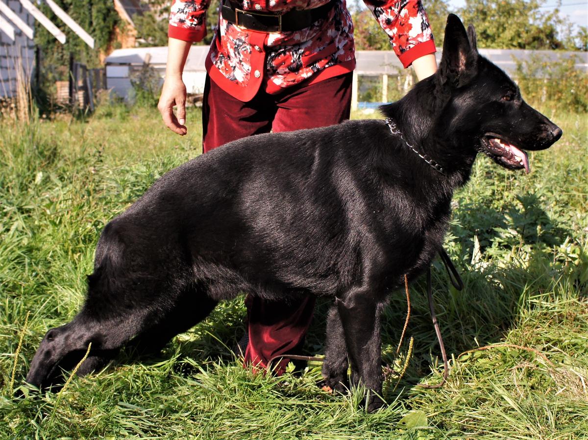 CW, CAC, ЧЕМПИОН РФСС TUADASh ESAUL