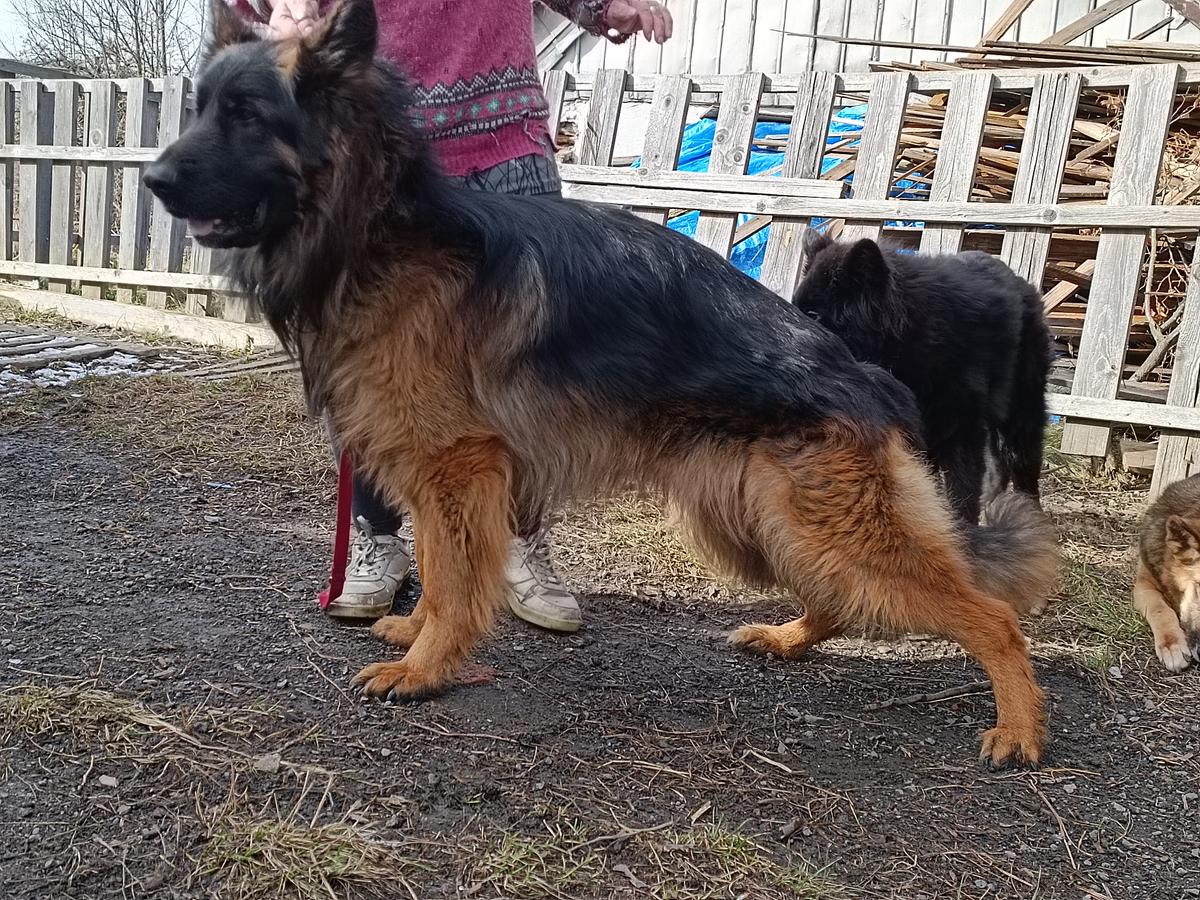 V.,Res.CAC, 3x  CAC,CACIB, Ch.Portugal Finn von Boryslandd