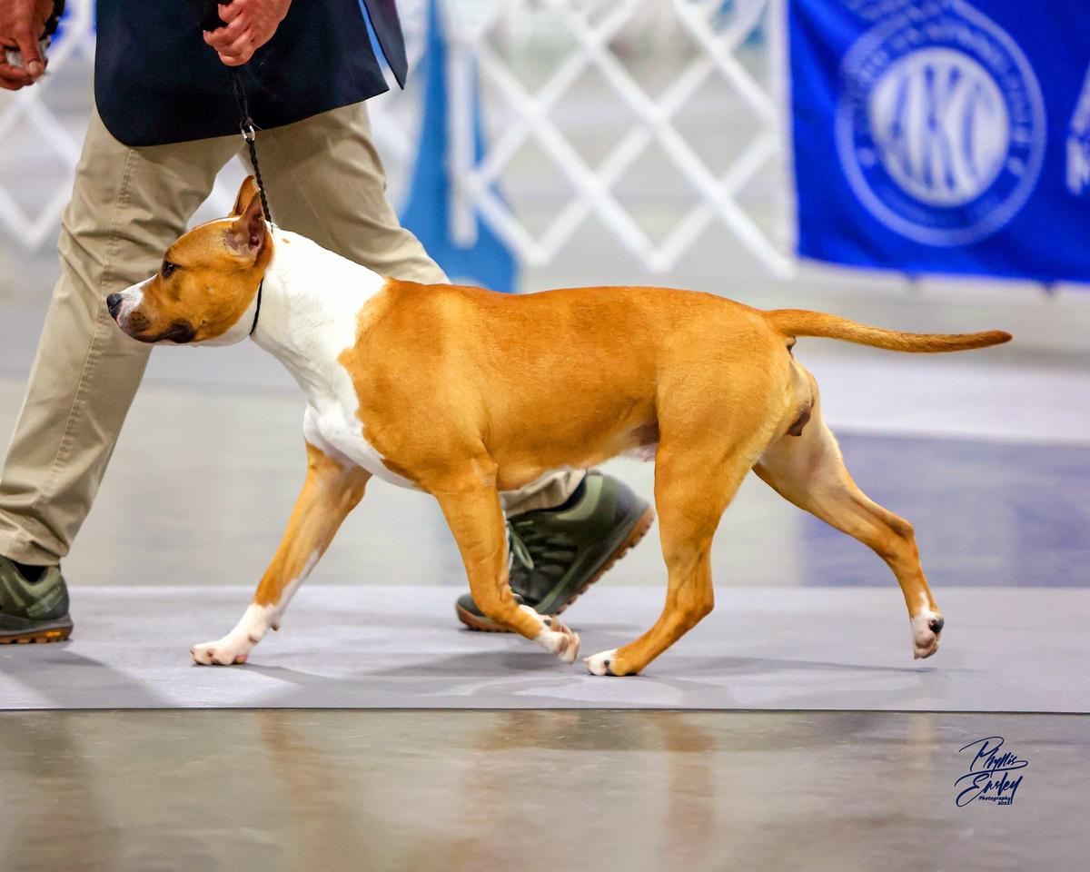 AKC CH Odylic's Siren Song At Obsession