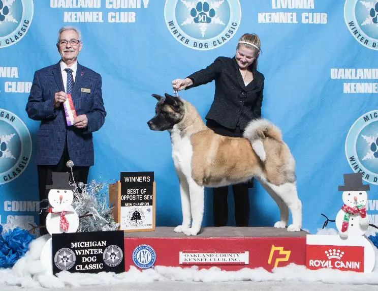 AKC CH Chelsea's Valley Girl
