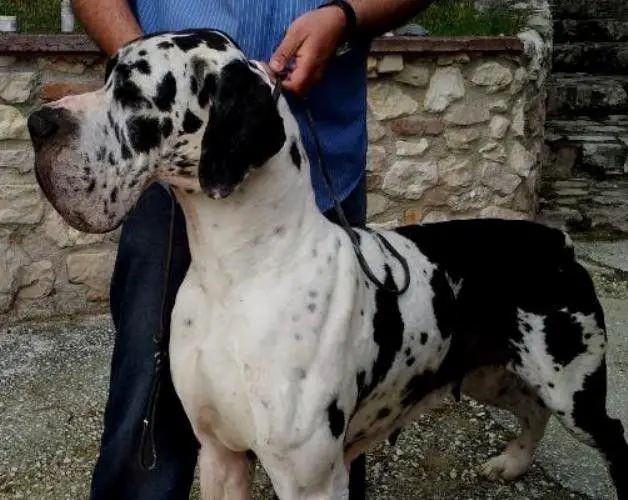 Divine Idylle des Habits Rouges