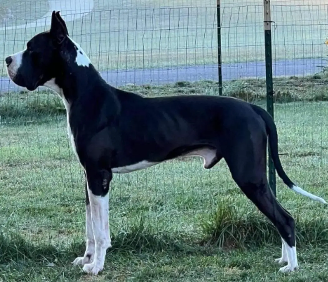 Admiral Iz Doma Yakhontovykh