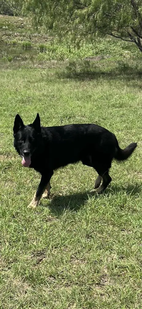 EZEKIEL VOM POLISIS K9