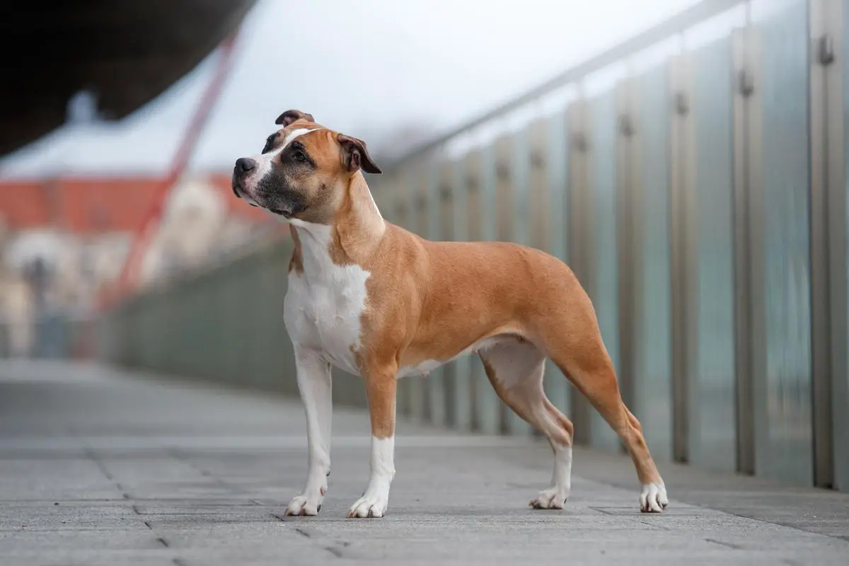 Mł.Ch.PL, Ch.PL, Gr.Ch.PL, Ch.LT, Ch.RO, Gr.Ch.RO, Ch.HR DON'T ASK ME All for You FCI