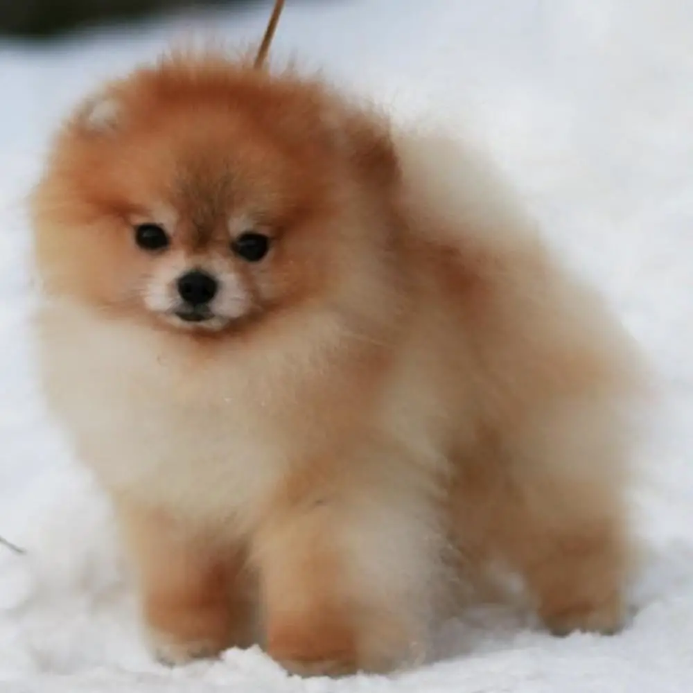 CH.RKF Fon's Take A Ride On The Wild